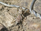 Marpissa muscosa (jumping spider)  Alan Prowse